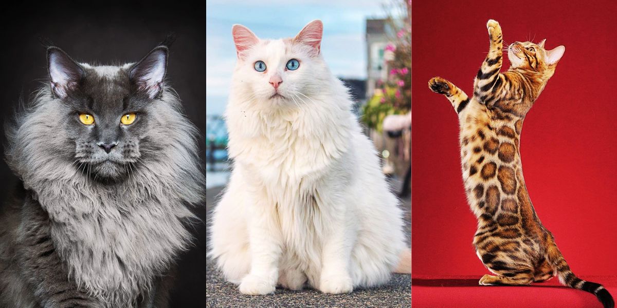 15 Best Cat Breeds in India for Home 2025 | With Price